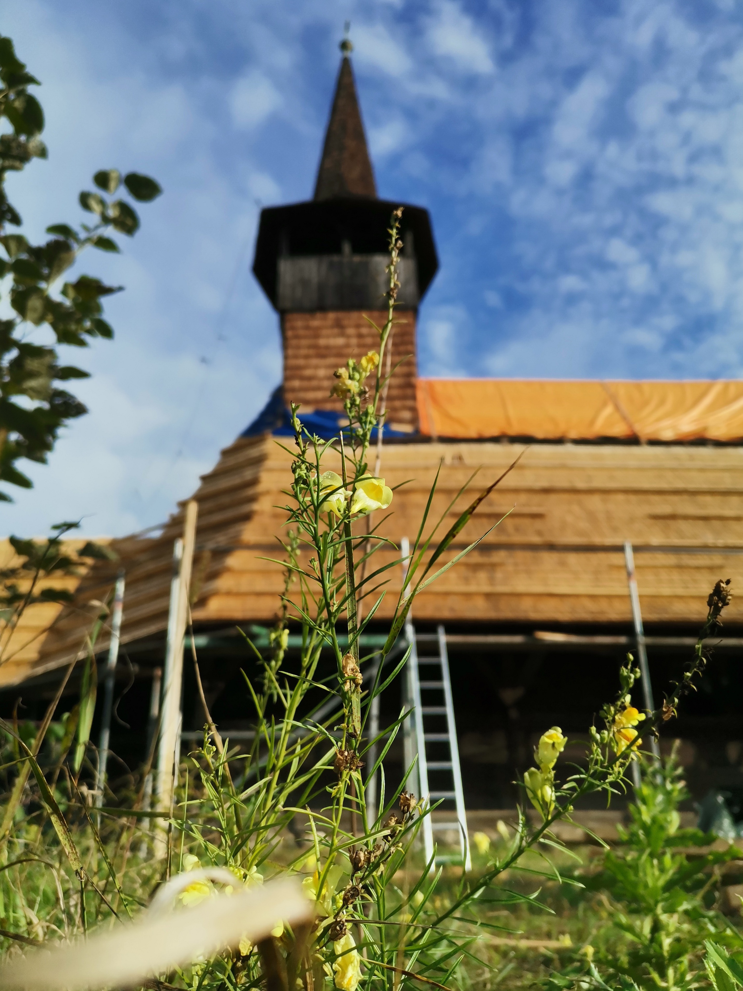 arh-ivett-greta-zsak lemn-si-flori-de-toamna 03 Gura Leului