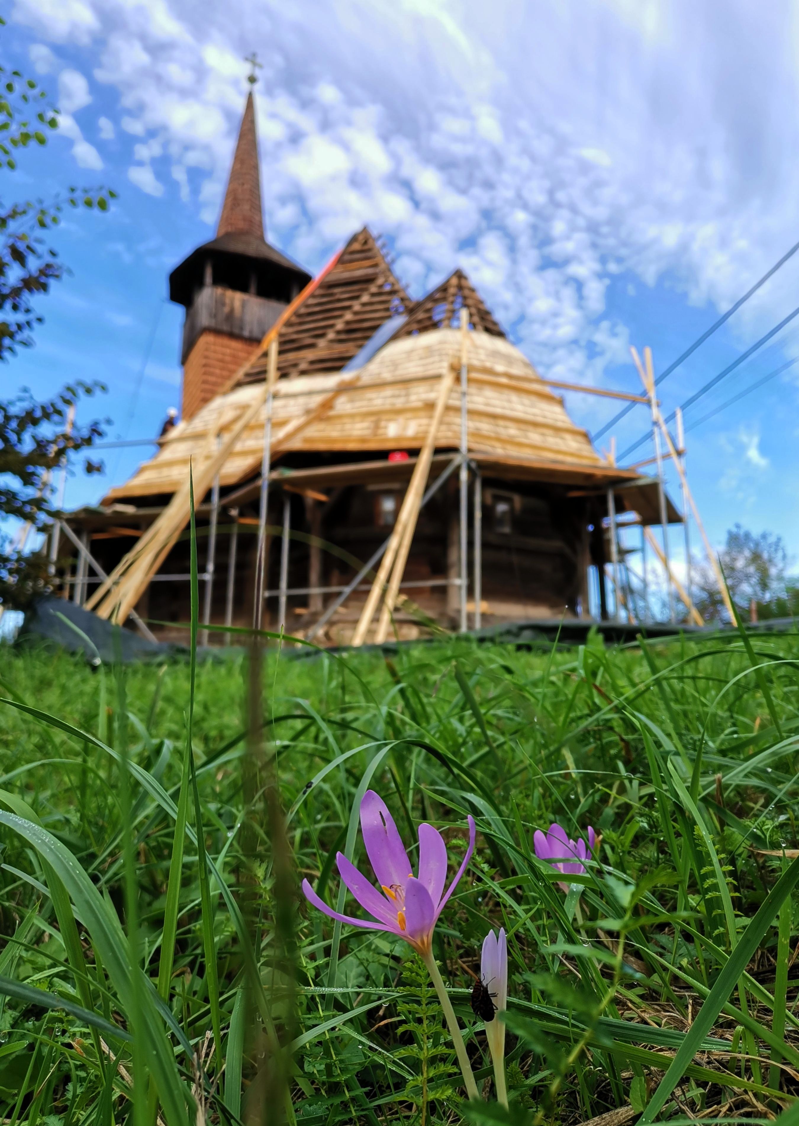 arh-ivett-greta-zsak lemn-si-flori-de-toamna 04 Brandusa de toamna