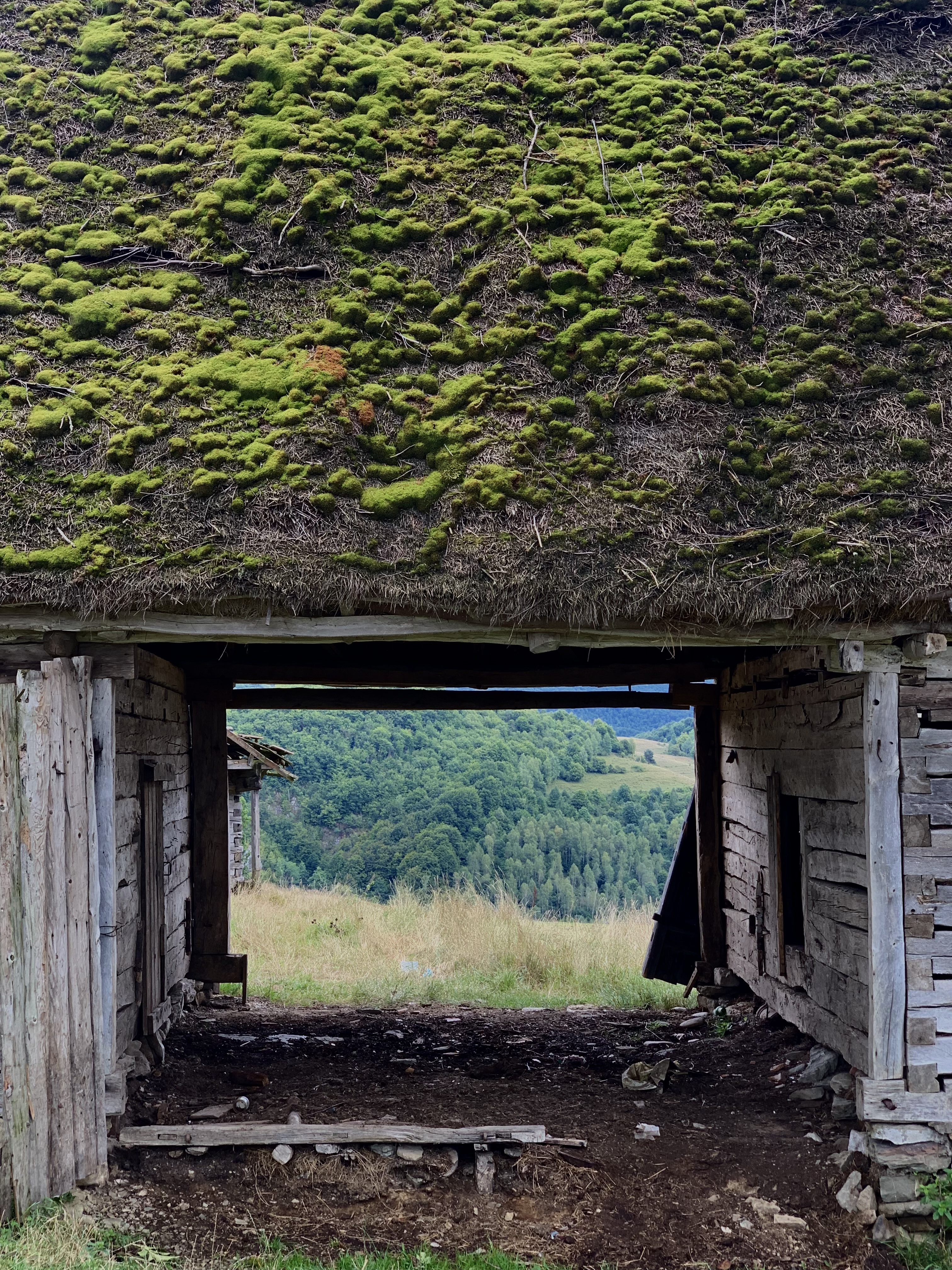 alexandra-urcan surile-din-apuseni Șura ca Portal, culmile Dumești, Sălciua