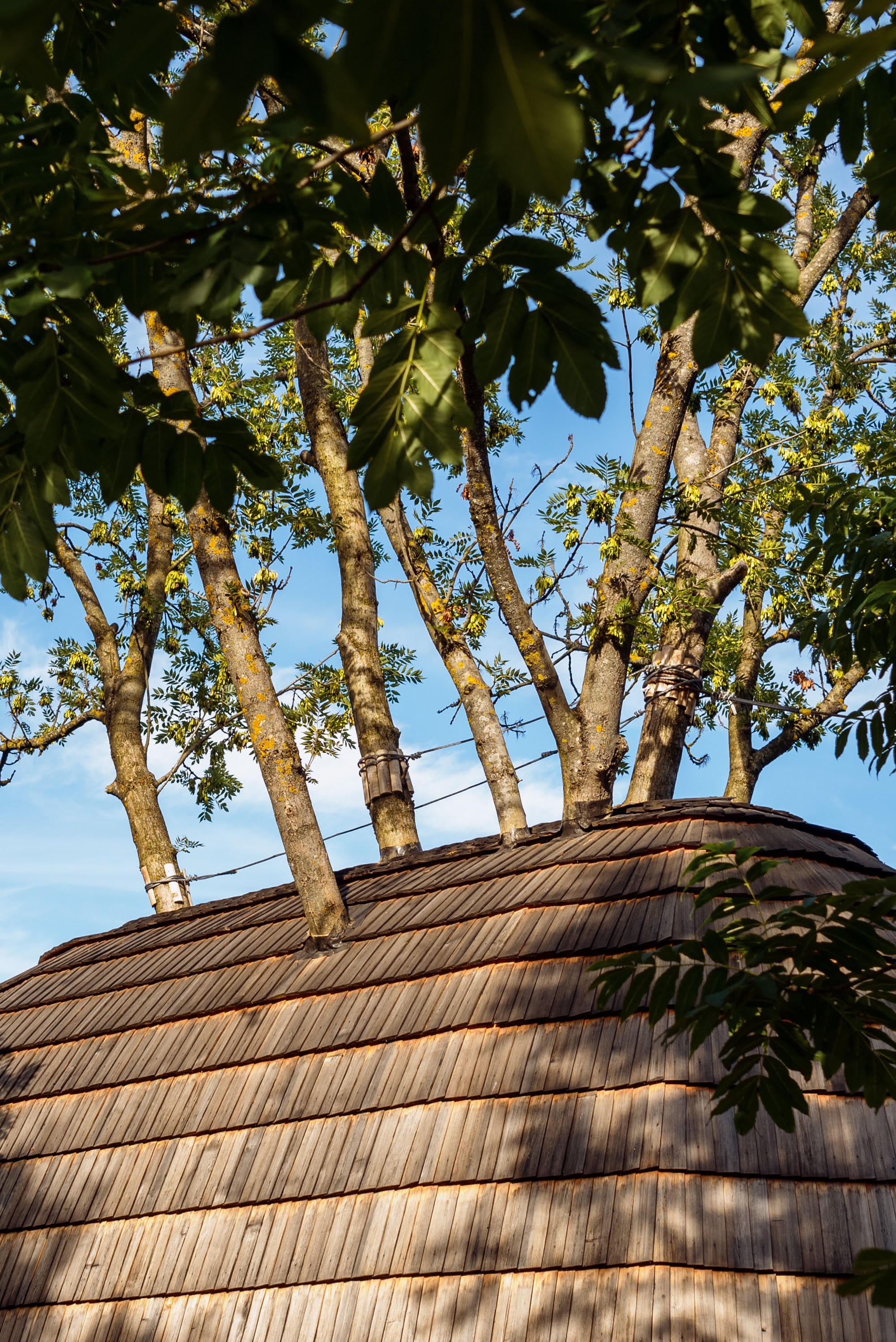 fotograf-dan-campean-arhitectura-plan-vertical-arh-sorana-oprisa-arh-kiss-cristian casa-din-copac  DSC3757-